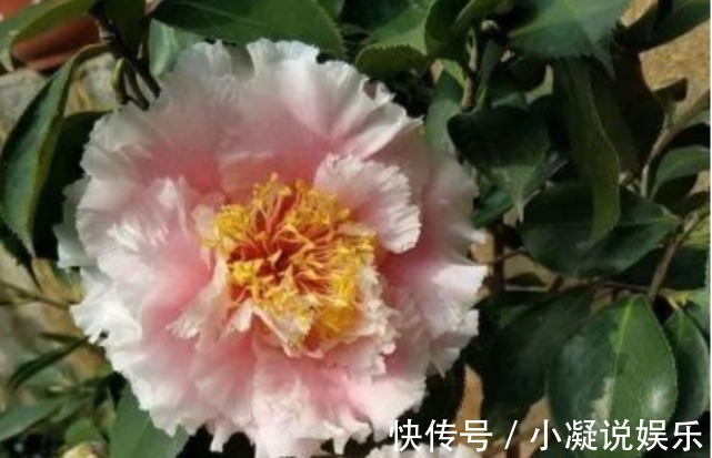 茶花|1种花，比牡丹还美，比绿萝还好养，棵棵开满枝头！