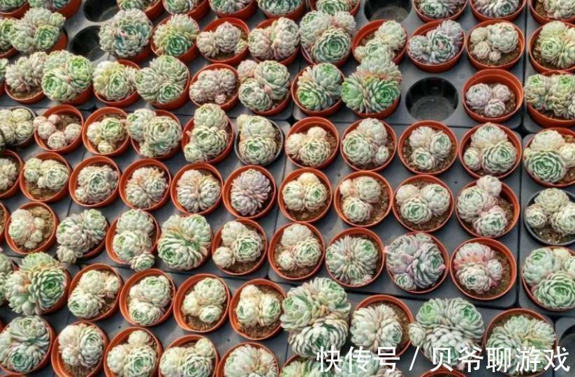 新买的多肉入盆前到底要不要修根,看完你就明白了