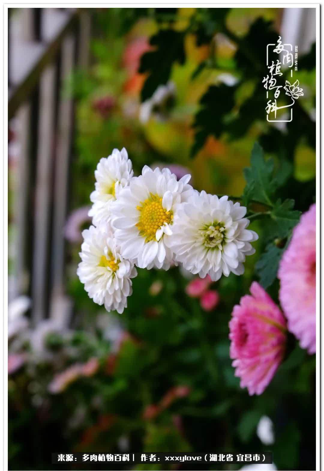 时光匆匆,一闪而逝,这世间万物的美,都值得被记录!