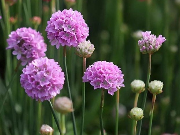 此花花色艳丽,小巧而玲珑的花瓣繁茂紧簇,代表着团结与和睦