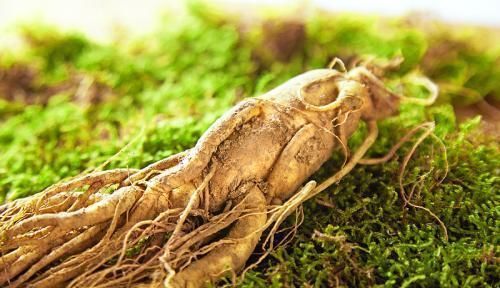 惊悸|快来认清人参、丹参、党参、西洋参,不要让进补事倍功半