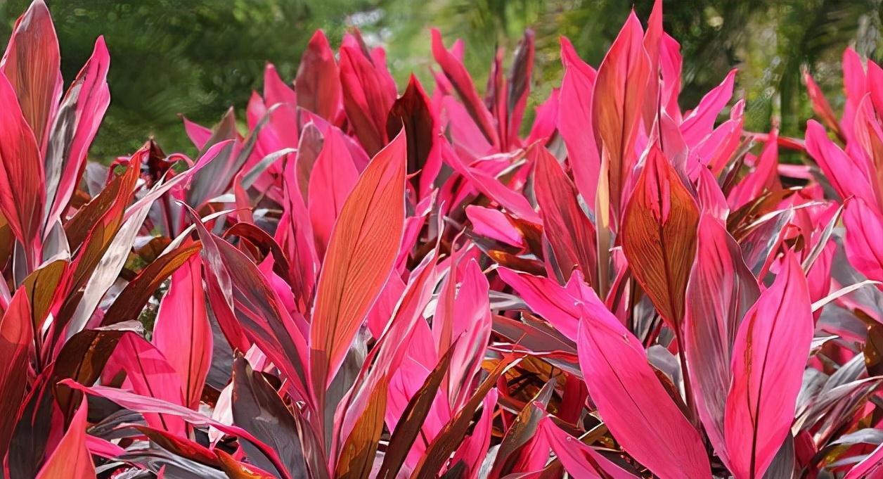 农历9月13日寒露后，养什么花？家里养3种花，前程似锦红红火火