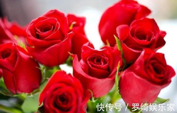 喜欢牡丹,不如养“优良玫瑰”卡罗拉,标准玫瑰红,花开鲜艳照人