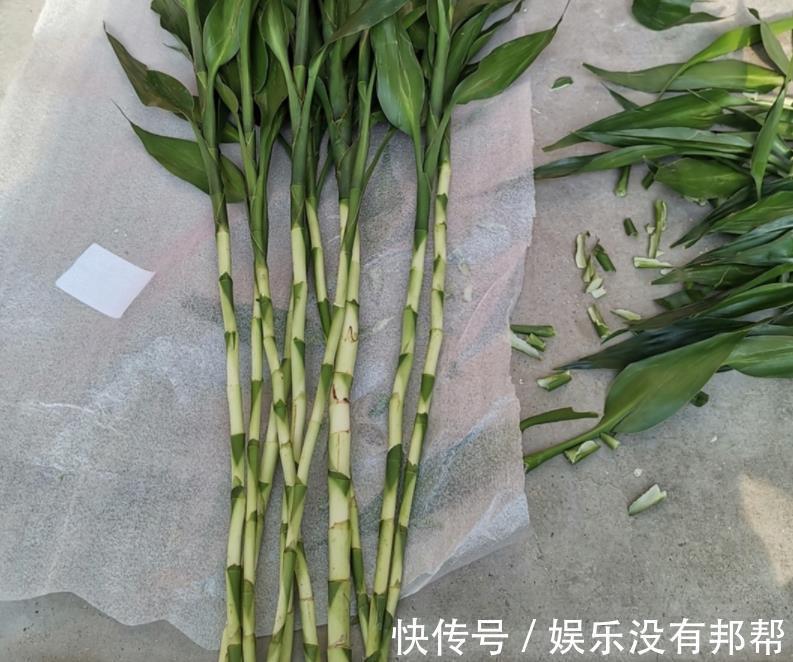 主干|水培富贵竹,春节前后养不活,聪明人都玩养成,在夏秋入手
