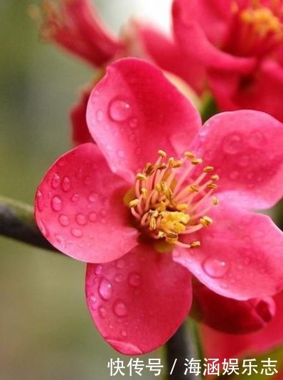 爆盆|晒不死的花卉,夏季“王者”,越晒越能爆盆的盆栽!