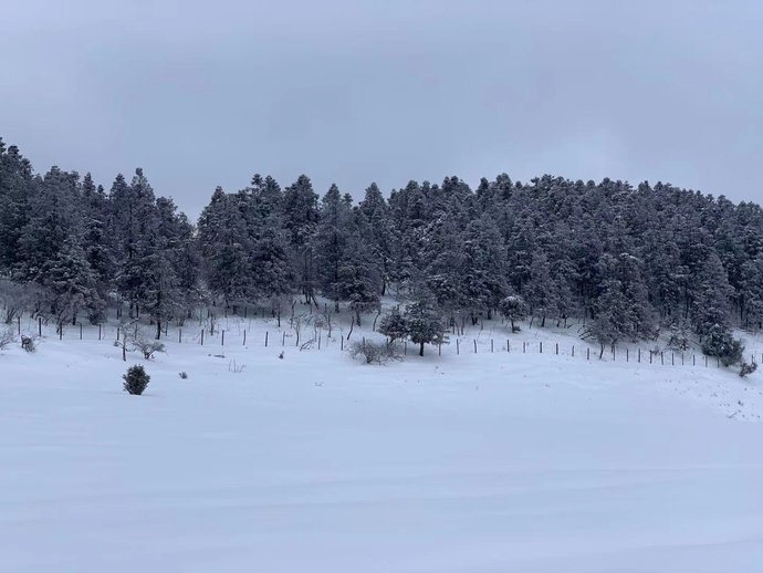 仙女山迎今年最强降雪--视界网