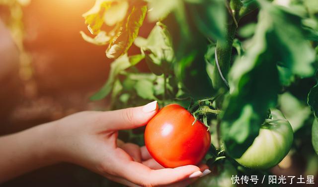 西红柿|西红柿是水果还是蔬菜美国人为此还打过官司,那圣女果又是什么