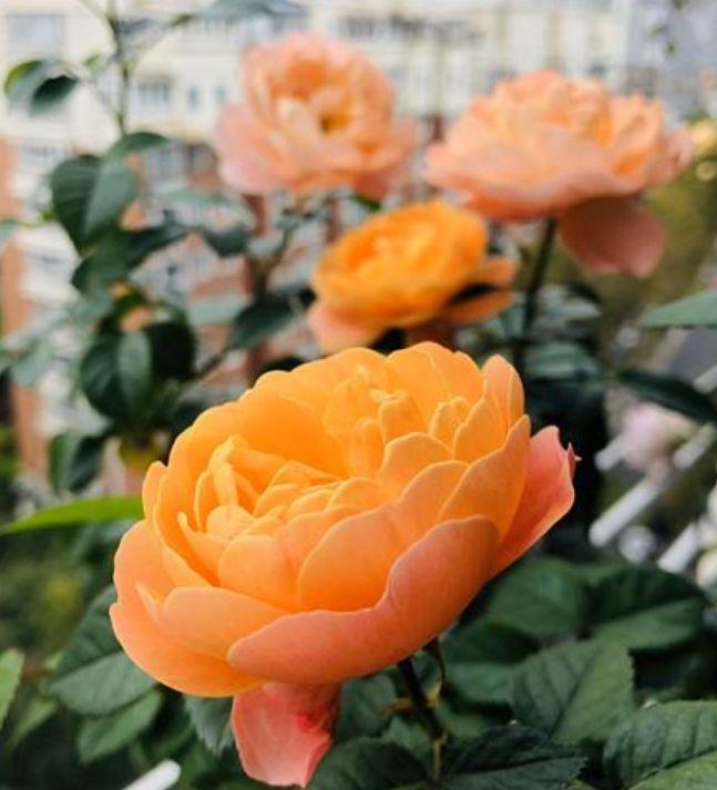 阳台就养几种花,花期长花量大,一盆千百朵,枝头花苞满