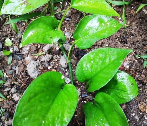  养鱼的水|养鱼水里面有它，就赶紧停止浇花，不然就亏了