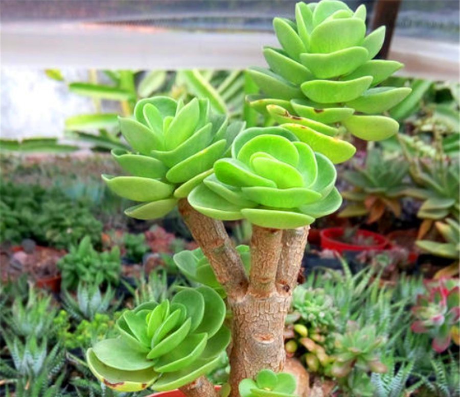 竹签|多肉中的“招财童子”,天生自成老桩,文雅大气,叶片光亮