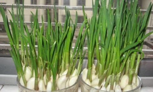  养生|大蒜养生保健效果极佳，但再好的大蒜，2类人不适合食用