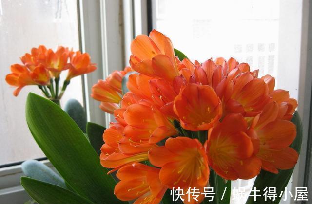 想不想君子兰快速开花?秋季做好这3点,根系满盆,快速长花苞