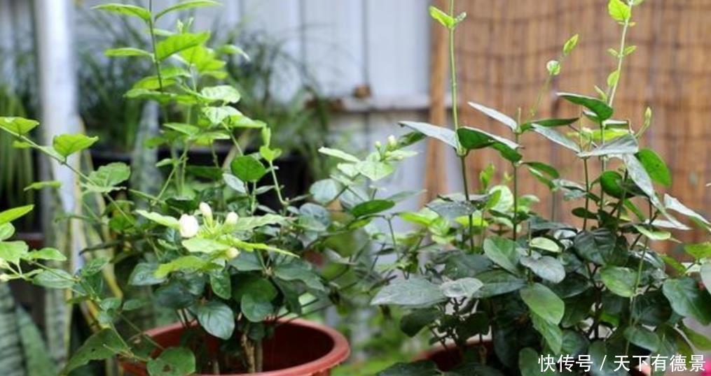 枝头|茉莉只长枝条不开花，记住3个养护小技巧，枝头开满花朵