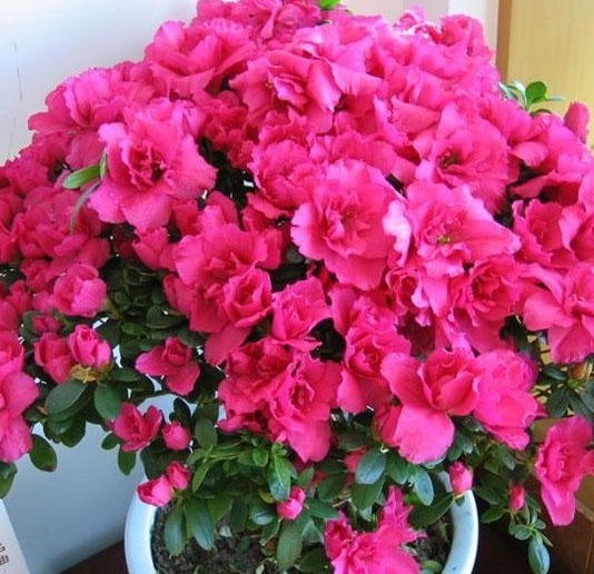 秋冬|杜鹃花总是开完花就落叶枯萎吗做好这4点，年年开爆盆