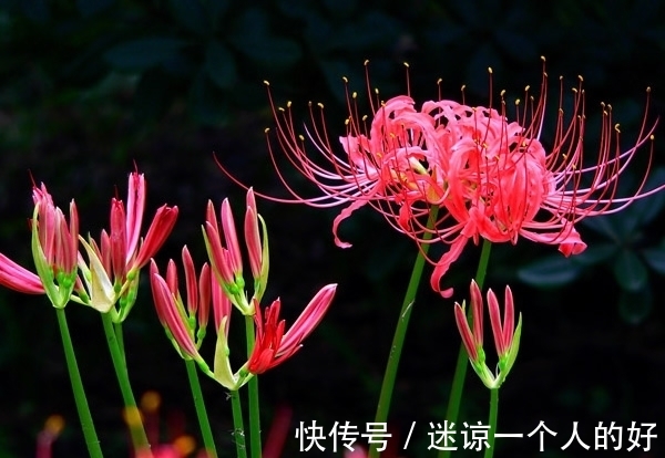 世界上最危险的植物,潜伏在我们身边的致命植物