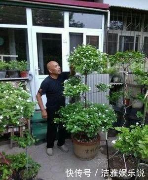 茉莉老枝|茉莉老枝“一剪没”，株型越来越美艳，除旧迎新变大“老桩”