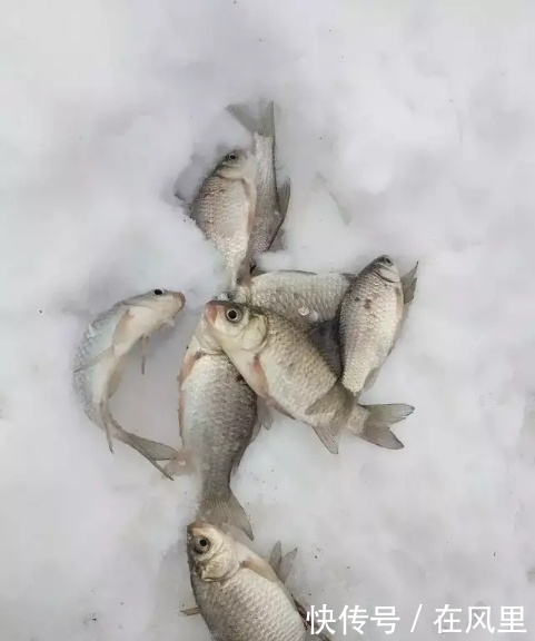 冬季钓鱼吃口太弱,这样自己做饵料,吃口强烈还能爆护