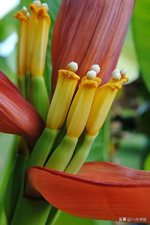 教程@图文教程——芭蕉画法