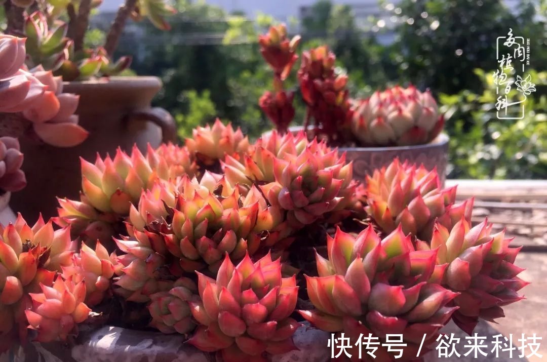 柴米油盐的日子,养几盆多肉吧,为生活添几抹色彩!