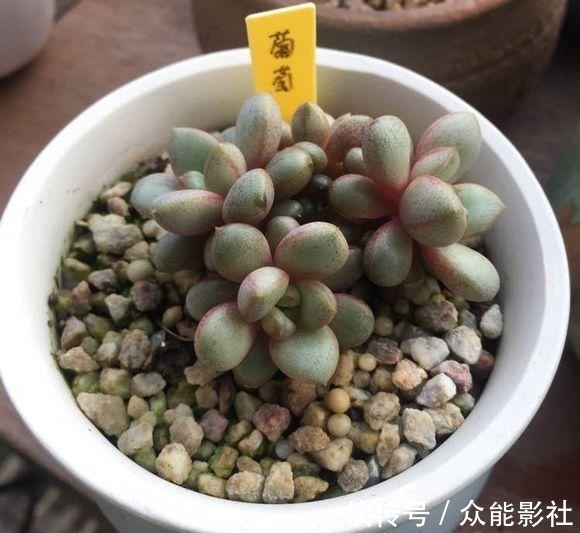 姬小光|经过夏天的酷晒,我家的多肉变成了这样