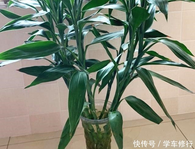 这“3种”植物，寓意特别好，家里种几盆，带运又美观！