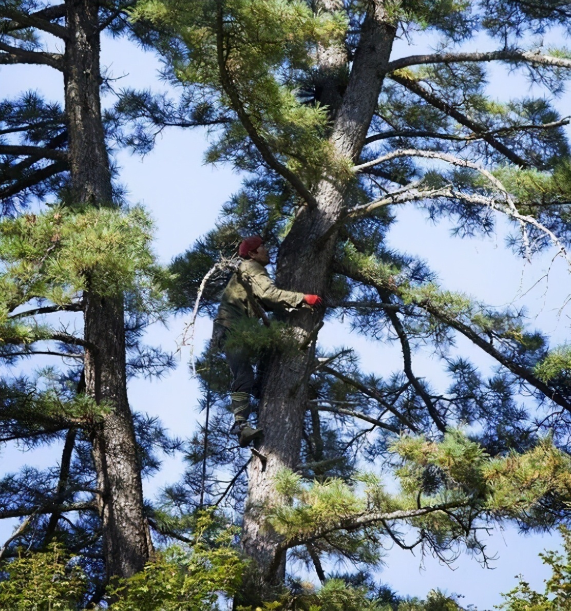 塔子 民国长白山采松子 为何会留下一部分 知道这个道理可以改变人生https P Ssl Img 36 历史秘闻 看点历史网