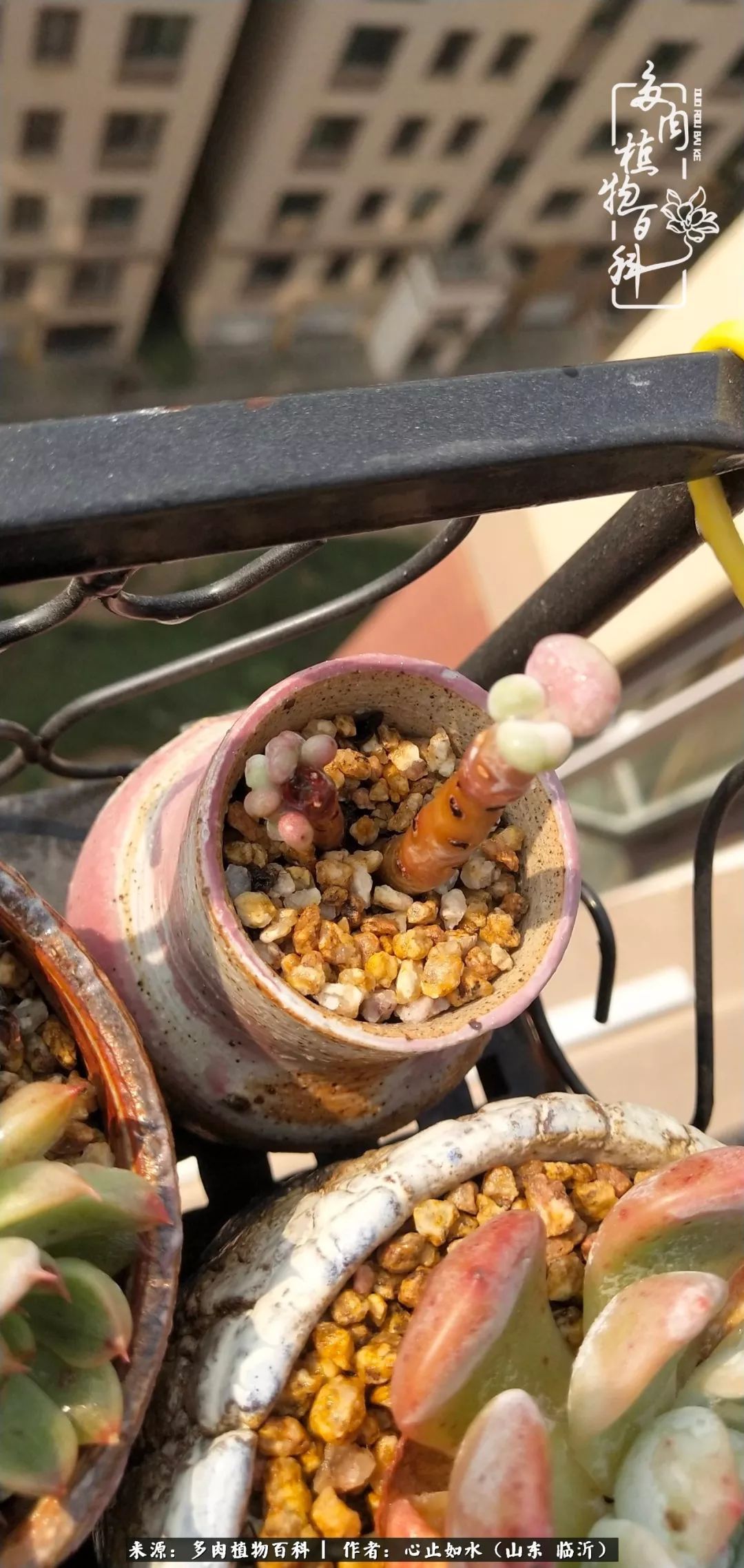 养多肉不只是说说而已，只要肯用心，它们绝对不会辜负你！