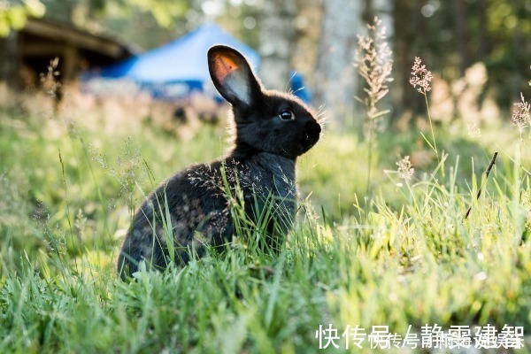 惹不起！“生肖兔”若出生在这两个季节，命好的连老天爷都嫉妒！