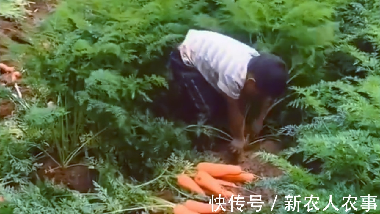 垫脚石|山东一小男孩火了,动作麻利地帮大人干农活,父母却欣慰又心疼