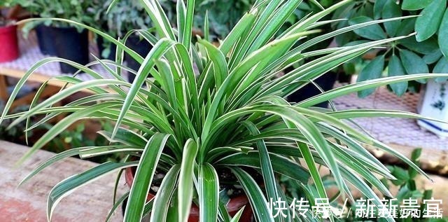 肥厚|给“3种花”换盆,一定不能浇“定根水”,否则烂根多,容易死亡!