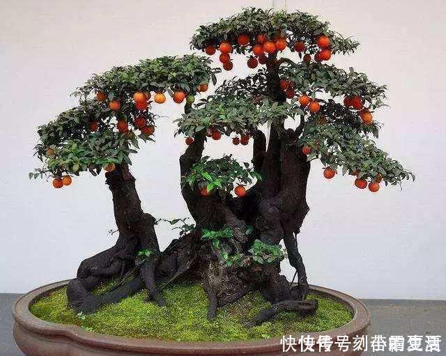 果实|这种“花”,能“招财”,能“镇宅”,养个三五年,轻松值万元!