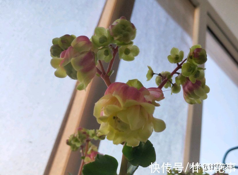 它的花像红灯笼,是年宵花“新宠”,现在养一盆,春节开花到五一