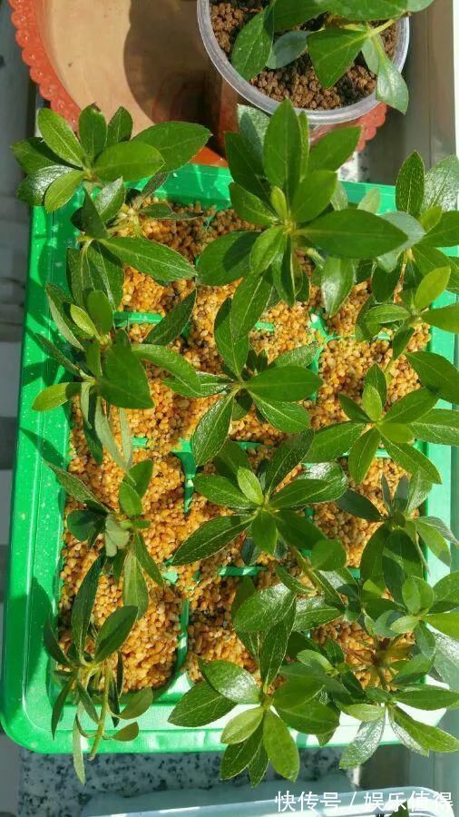 扦插|学会这种扦插法,2周生根,插什么活什么,太简单了!