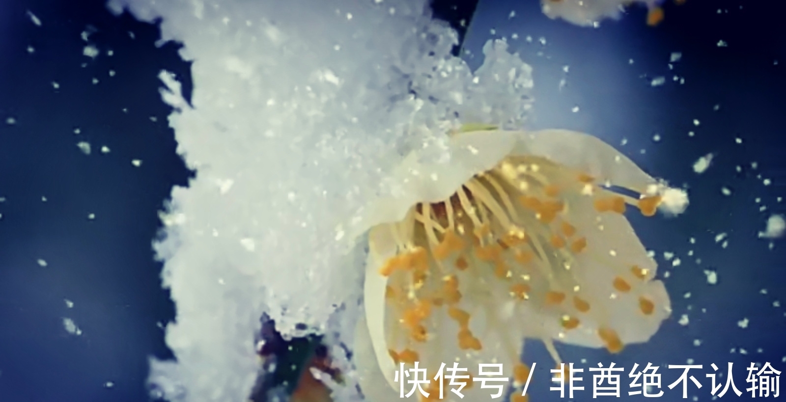 蝗灾!苏轼离任密州时恰逢除夜大雪,作五言诗一首,心系百姓、感人肺腑