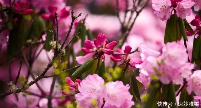 川西3日游｜赏雪山花海、瞰红石奇观、泡天然温泉…一路风光美绝