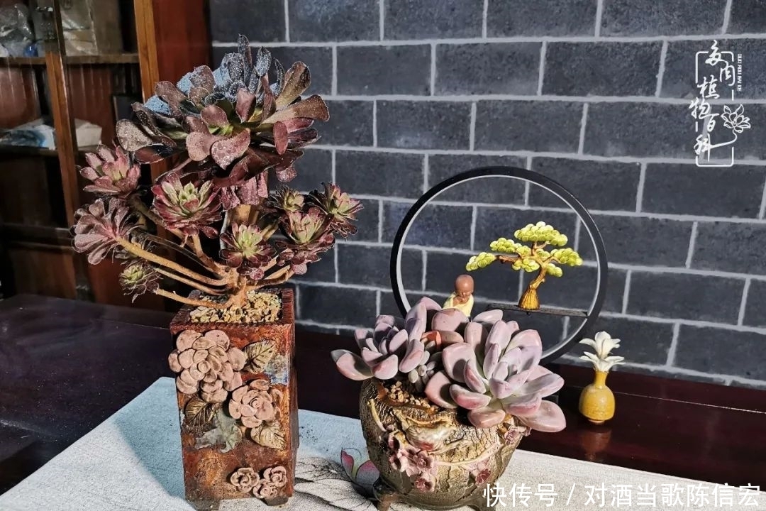 多肉桃花源:别人笑我太疯癫,我笑他人看不穿!