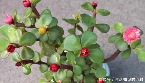 金枝玉叶多修剪,剪出喜爱的造型看着美,养好了长达半米!