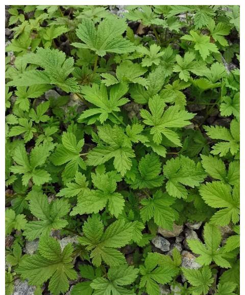 拉拉秧|看似没用的野草,拉拉秧是皮肤克星,这些用途能改变你的看法