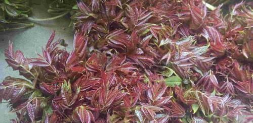 蔬菜|长期做饭的人要注意：3种蔬菜，千万要焯水，避免食物毒素