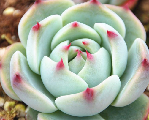 多肉吉娃莲怎么换盆教你3个小步骤,换盆后长势旺盛更艳丽