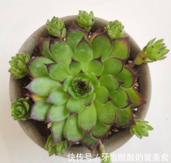 1个盆里塞800棵多肉,鼓到爆炸,看都不敢看