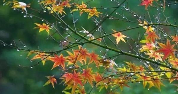 秋雨！宋词里的“一场秋雨”，淅淅沥沥已下了千年，湿了岁月也湿了眼眶