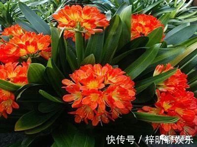 茂密|养君子兰,盆底垫点“小东西”,长的根粗、叶绿,花朵碗口大