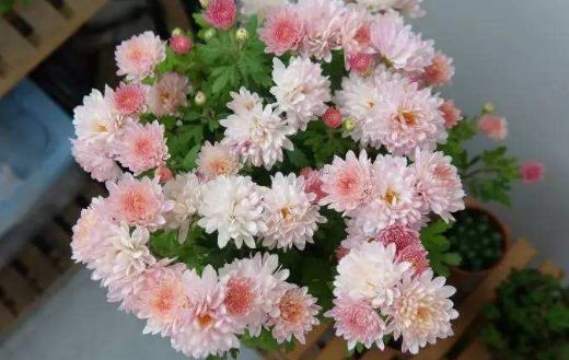 绿星|5月23日开始，家养此款花卉，四季有花赏，栽培容易，你值得拥有