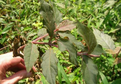 牛膝|老中医献方：一味药养膝盖，缓解僵、痛、冷，让你的膝盖能屈能伸