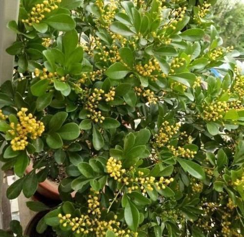花朵|4种花美的出奇,开起花来“拦”不住,美不胜收,你养了吗