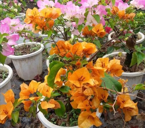 植株|冬天三角梅开完花，给它做好这几件事，休整好，来年才能开花更多