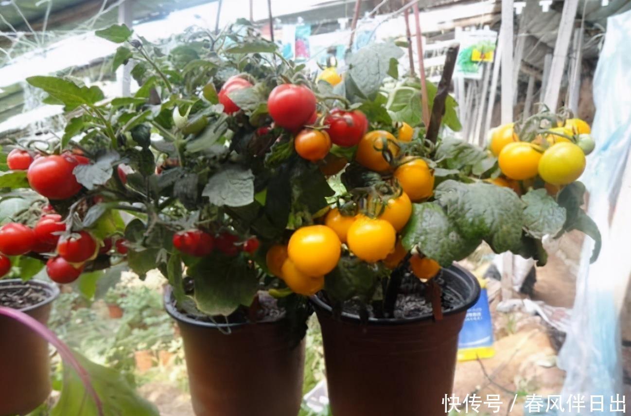阳台盆栽番茄，记住一句“口诀”，就能结果五六层，果子大又红