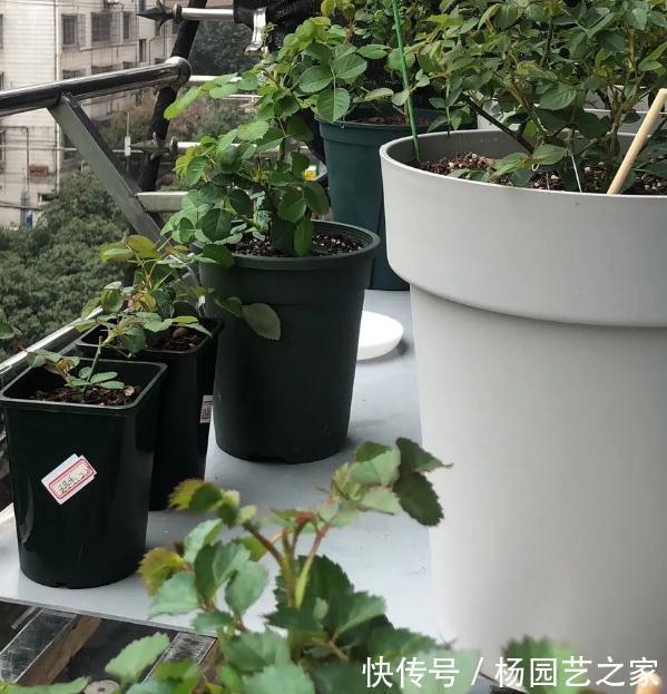 月季|月季的嫩枝垂头了怎么办,先别急着剪