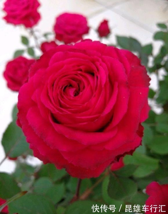 此花,好养耐活花量足,好看喜庆气质高,阳台放一盆,四季有花赏